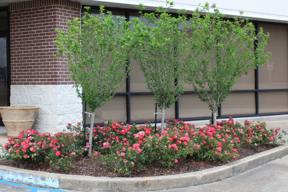High Traffic Retail or Medical Space | Lakeland Drive: 4290 Lakeland Dr, Flowood, MS 39232